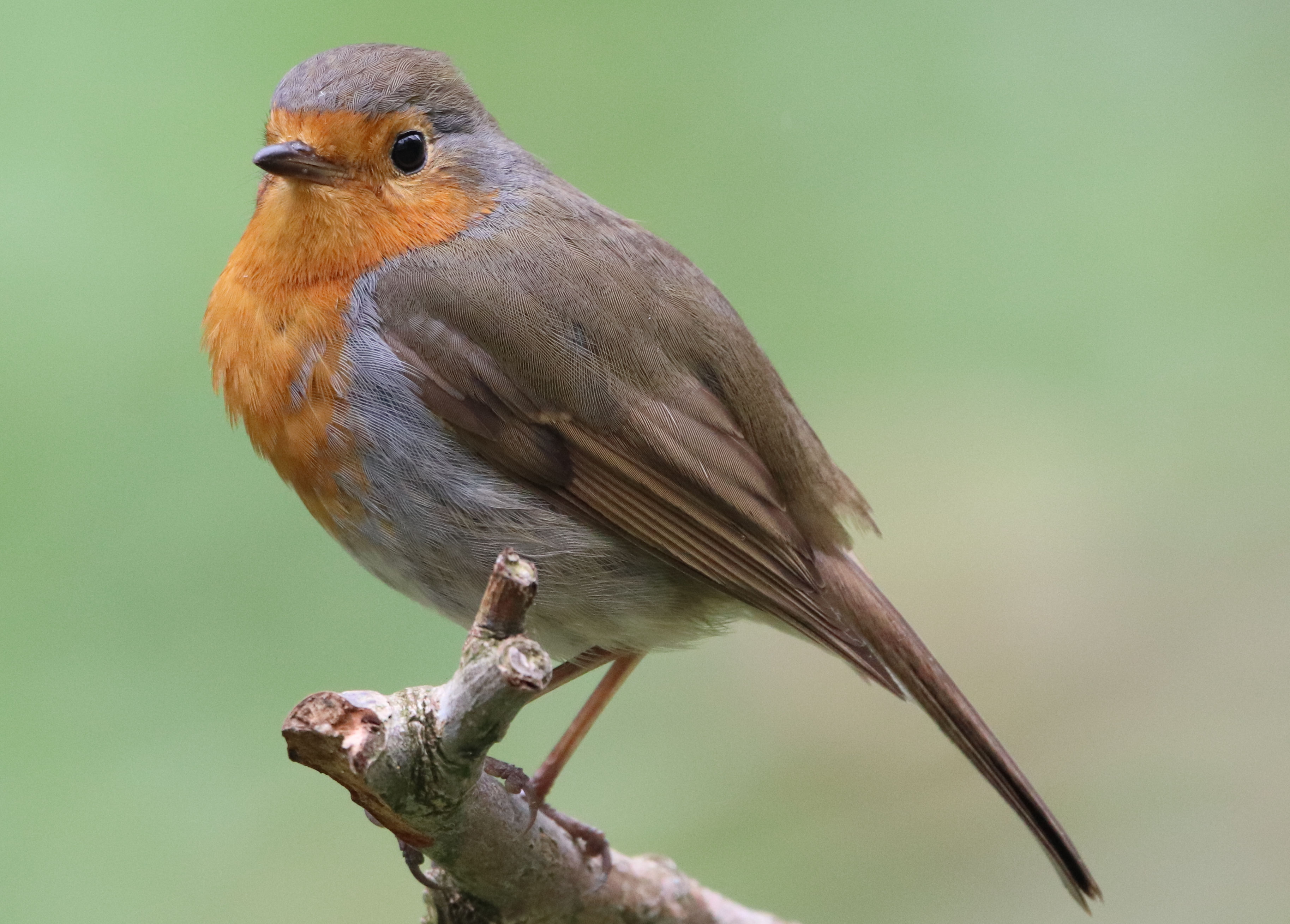 Das Rotkehlchen Erithacus rubecula Wilde Motive
